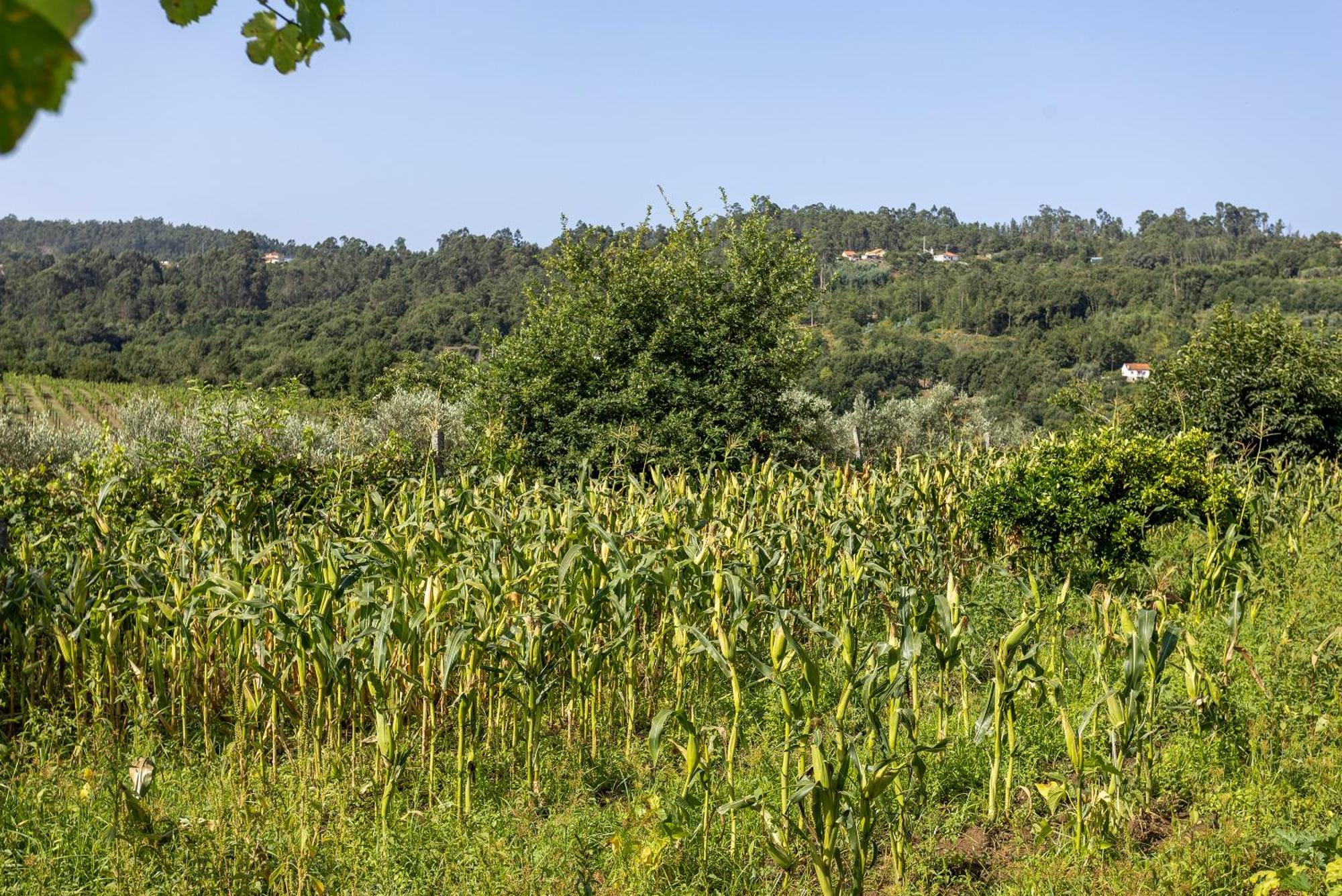 Quinta Da Comenda São Pedro do Sul Eksteriør bilde