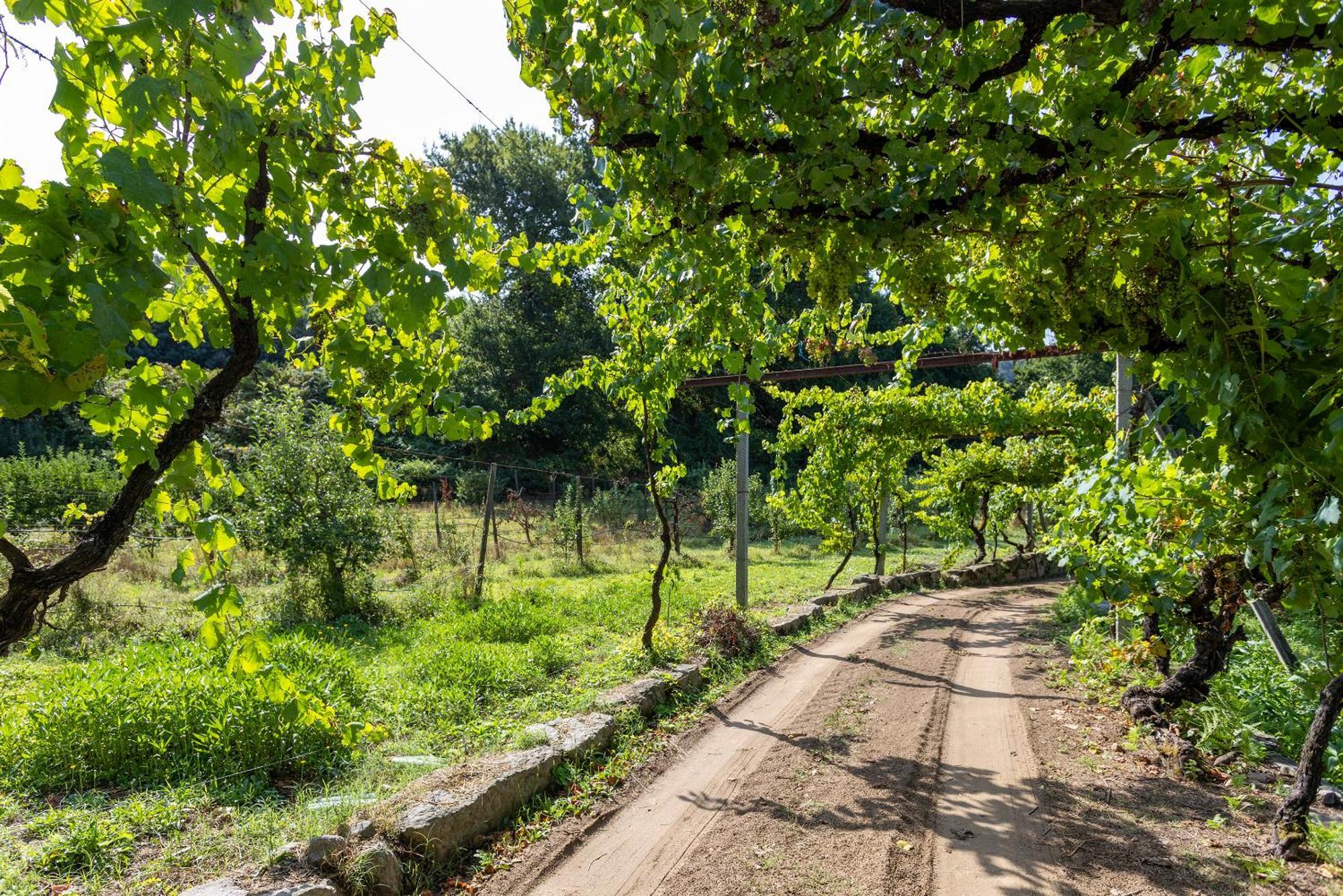 Quinta Da Comenda São Pedro do Sul Eksteriør bilde