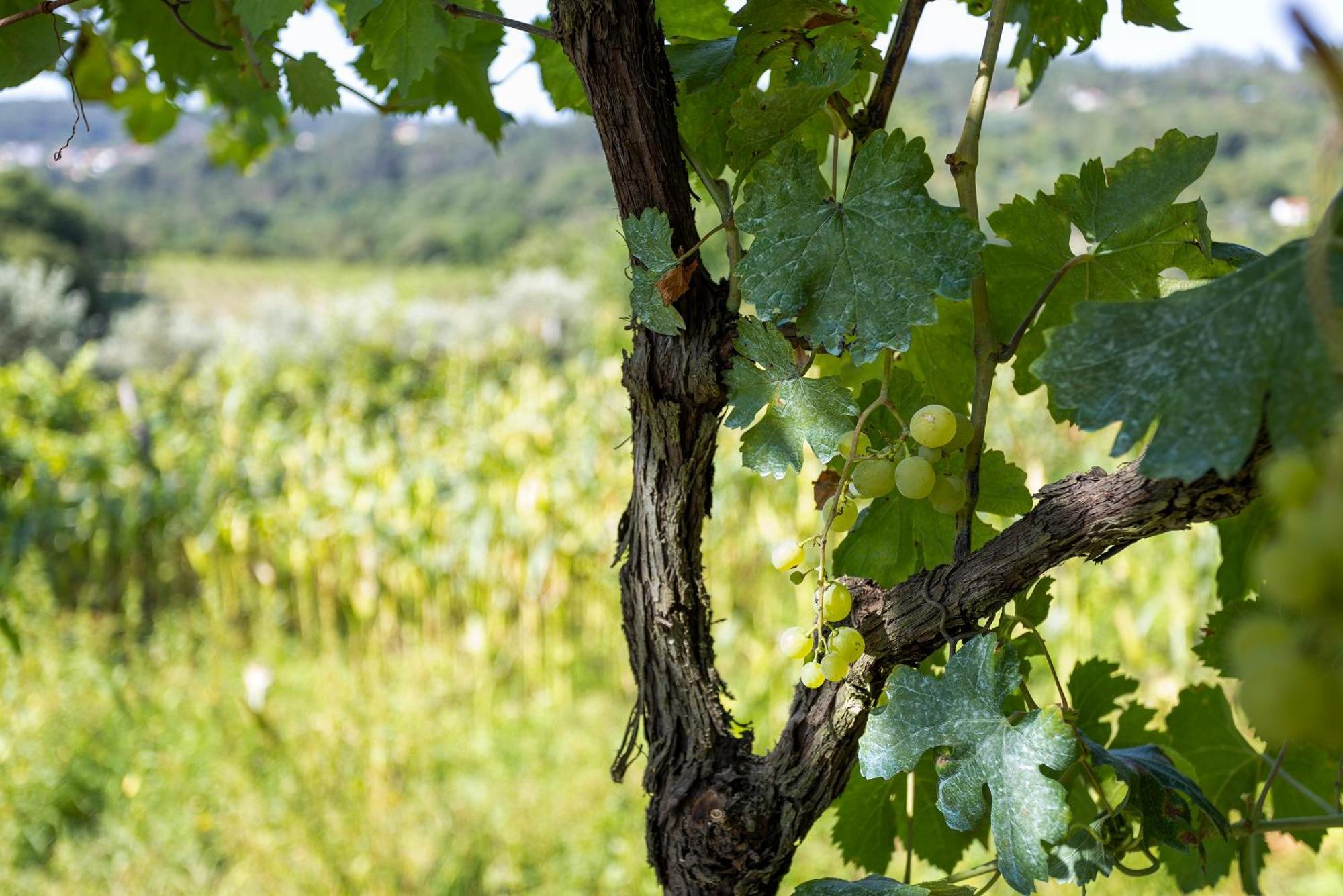 Quinta Da Comenda São Pedro do Sul Eksteriør bilde